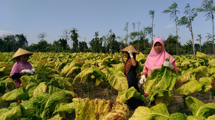 Petani Tembakau